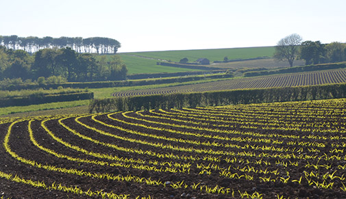 Country field, Tythegston, South Wales