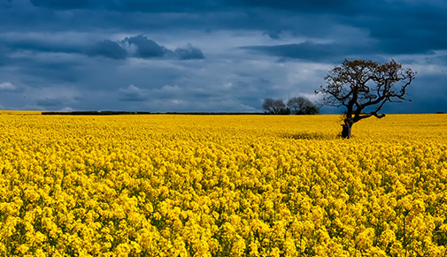 Rape seed field in Tythegston, South Wales